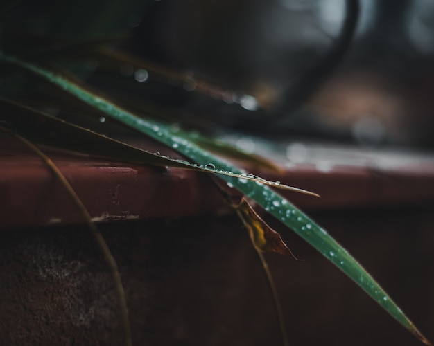 Free Photo close-up of waterdrops on a plant's leave