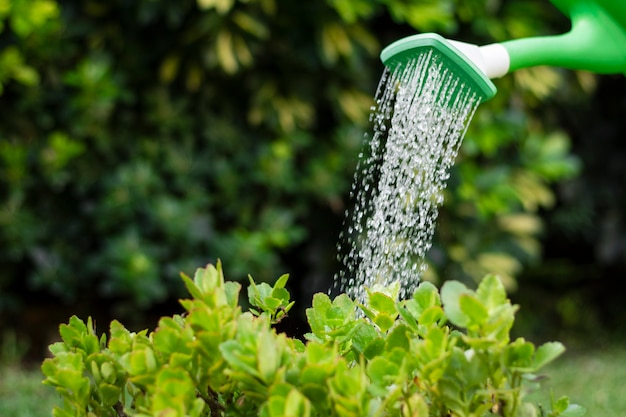 Close up watering plants