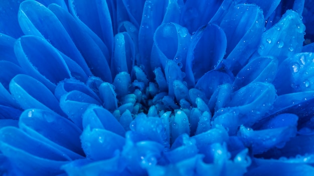 Free Photo close-up wet blue petals