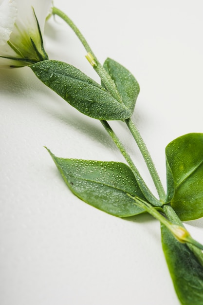 Close-up of wet flower twig on white background