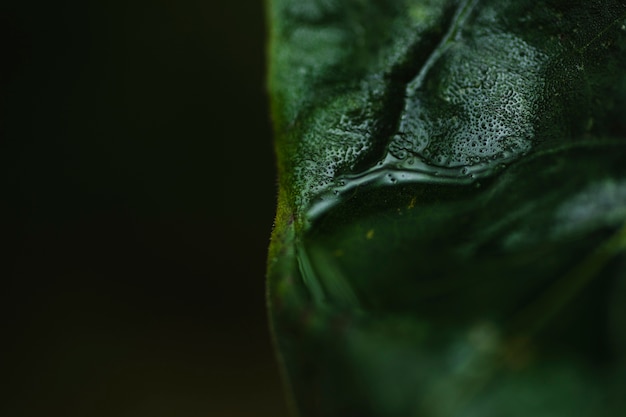 Free photo close-up wet leaf