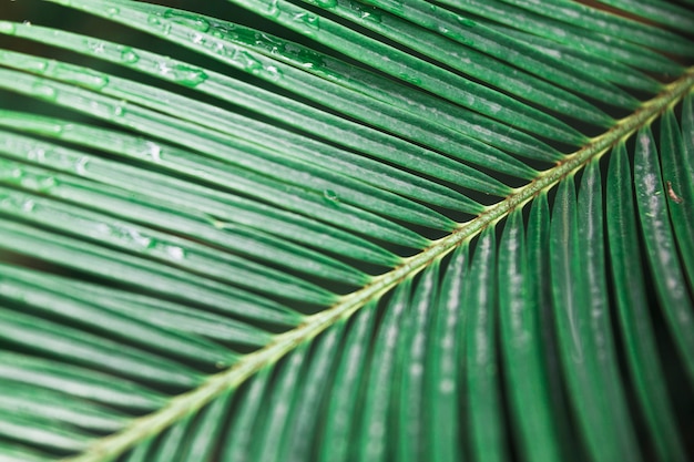 Free Photo close-up wet palm leaf