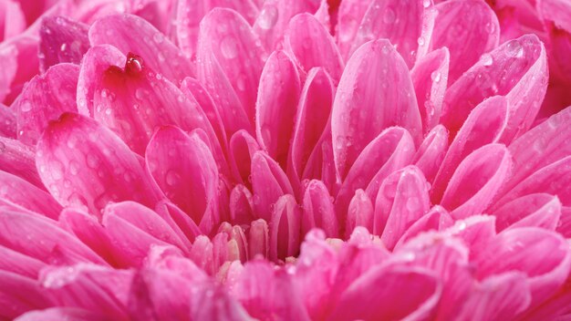 Close-up wet pink petals