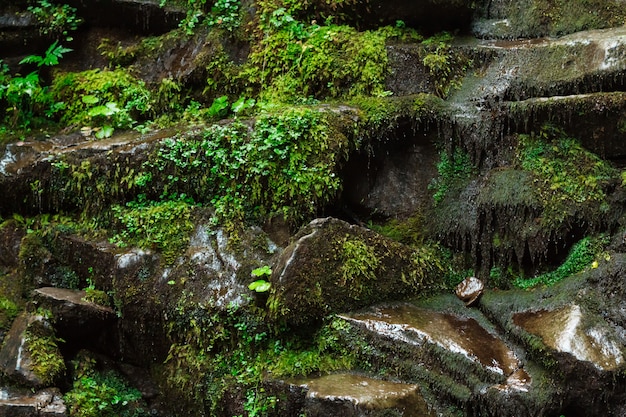 Free Photo close up of wet rocks and grass