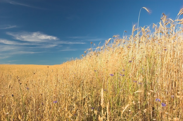 Close up wheat