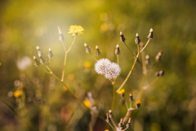 Close-up of white flower with bud in sunlight