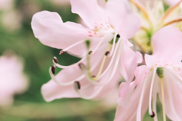 Close-up of white flower