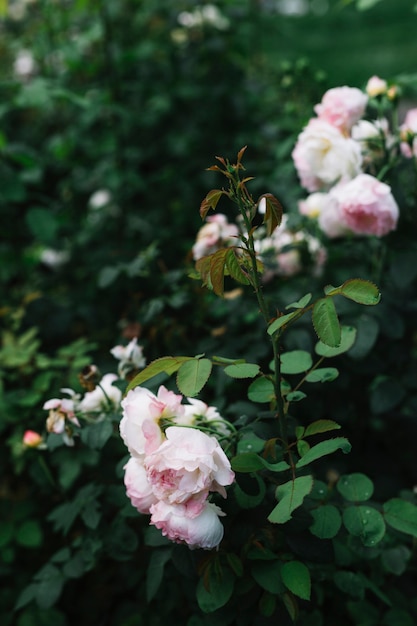 Free photo close-up of white flowers with green leaves