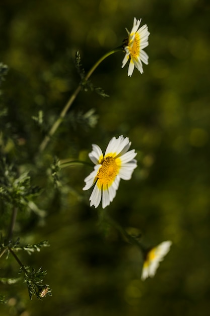 Free photo close-up of white flowers