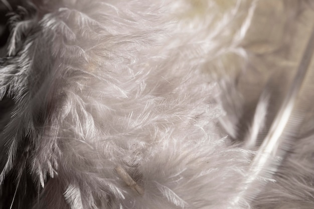 Close-up white fluffy feathers