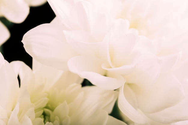 Free Photo close-up of white gerbera