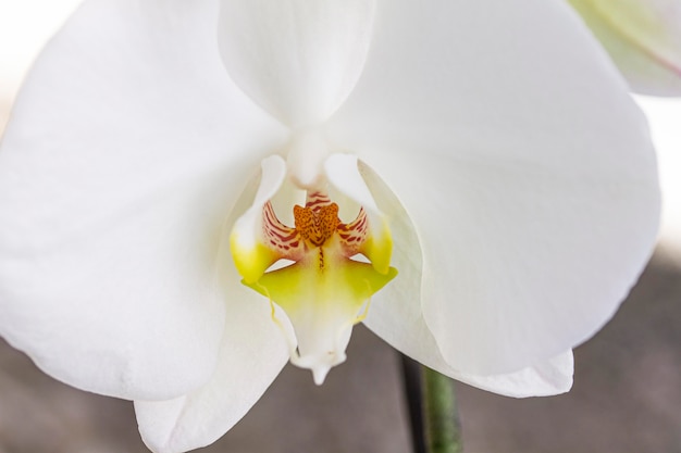 Close-up white orchid flower