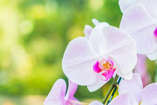 Close-up of white orchid