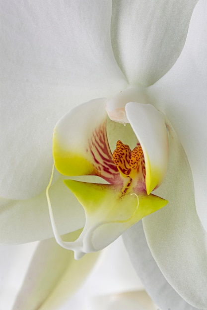 Close-up of white orchid