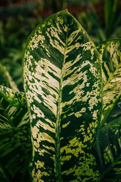 Free Photo close-up of white pattern on green leaf