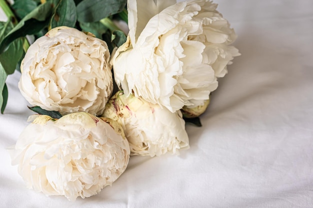 Free Photo close up white spring peonies flowers in bed