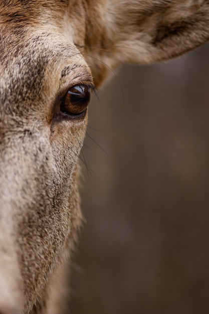 Free photo close-up of wild deer in the forest