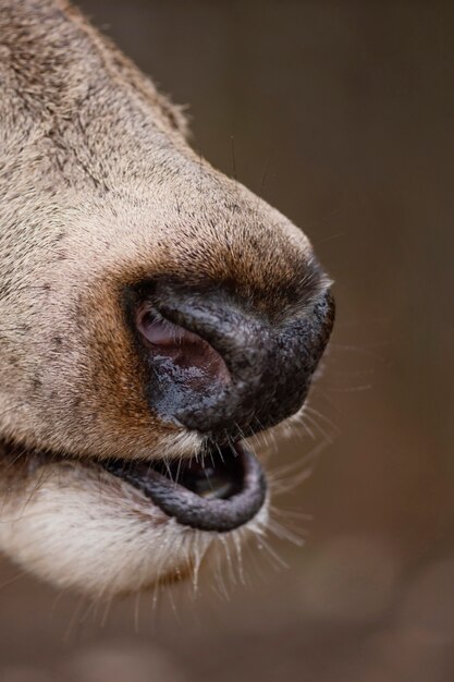 Close-up of wild deer in the forest