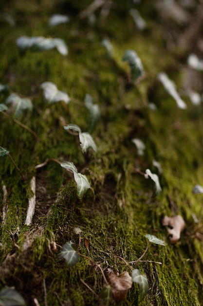 Free photo close-up of wild forest leaves