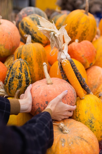 Close up woman choosing pumpkin at autumn farm shop outdoor