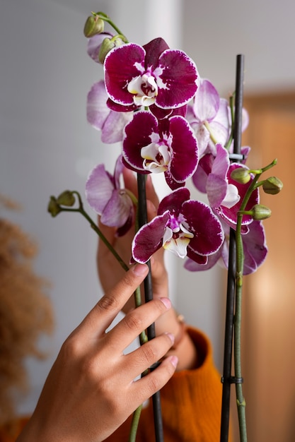 Free photo close up on woman decorating her home with orchids