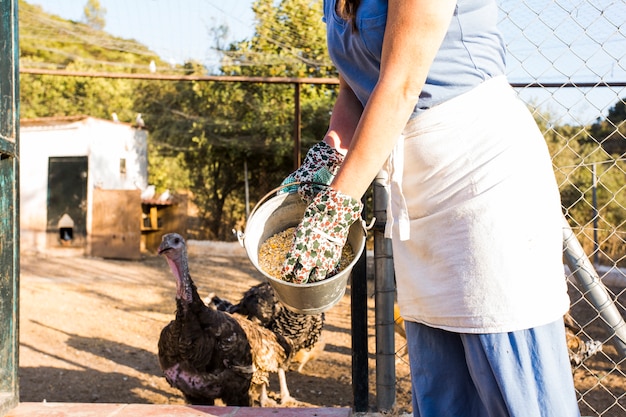 Free Photo close-up of woman feeding corn seed to chicken in the farm