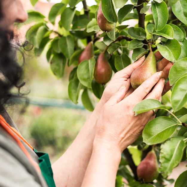 Free photo close-up woman hands holding a pear