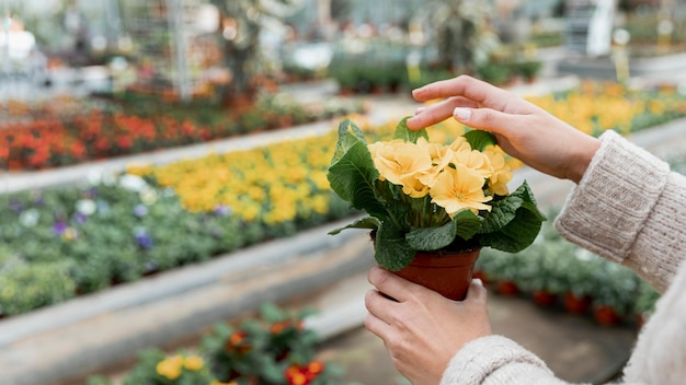 Close-up woman holding a flower pot