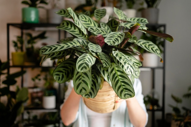 Free Photo close up woman holding flower pot