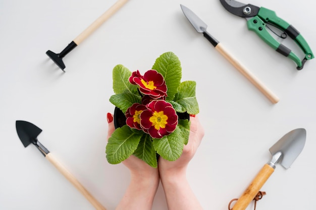 Close up woman holding flower pot