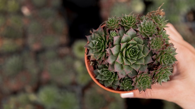 Free Photo close-up woman holding flowerpot