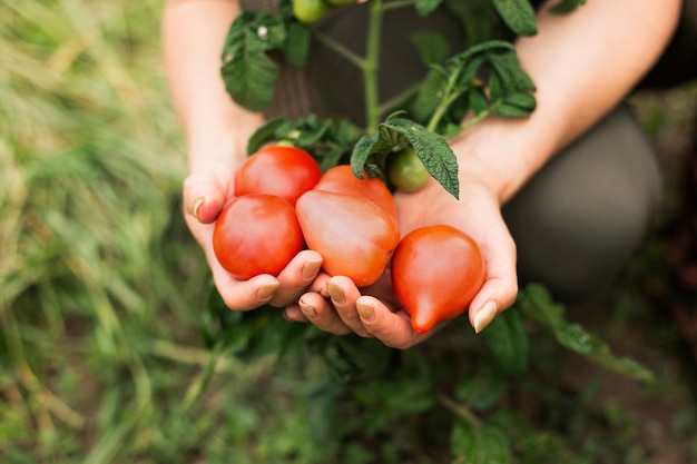 Free photo close-up woman holding tomatoes