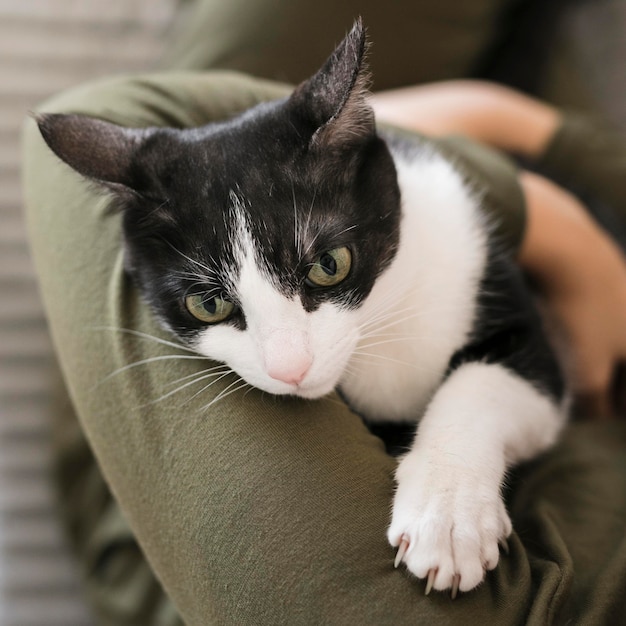 Free photo close-up woman playing with cat sitting on chair