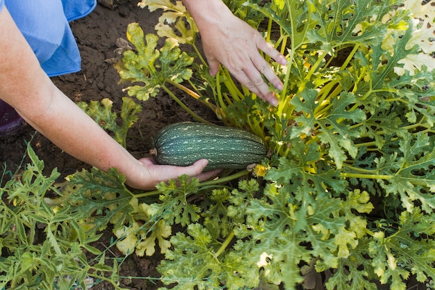 Free photo close-up of woman's hand harvesting gourd in the field