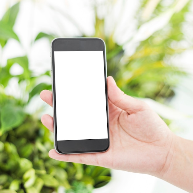 Close-up of a woman's hand holding mobile phone with blank white screen