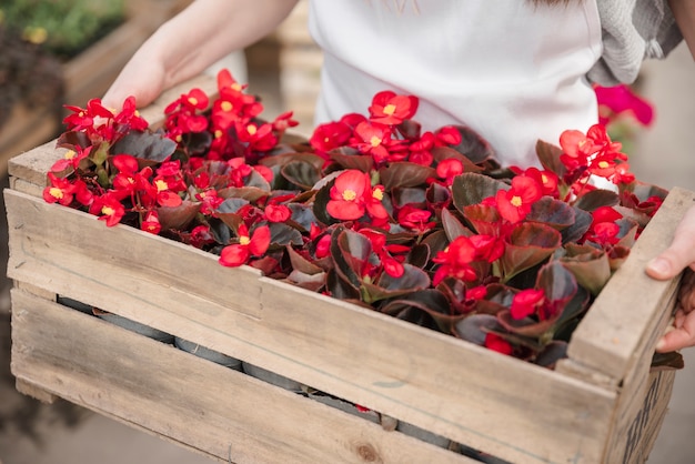 Free photo close-up of a woman's hand holding wooden crate with red begonia flowers