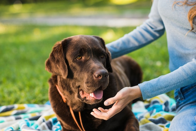 Close-up of a woman's hand stroking her dog