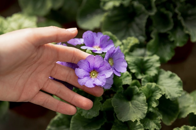 Free photo close-up woman touching purple flower