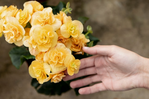 Close-up woman touching yellow flowers