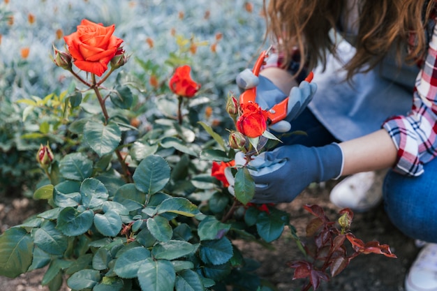 Free photo close-up of woman trimming the rose on plant with secateurs