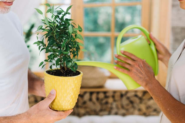 Free Photo close-up of woman watering the potted plant hold by his husband