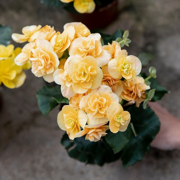 Close-up woman with beautiful yellow flowers