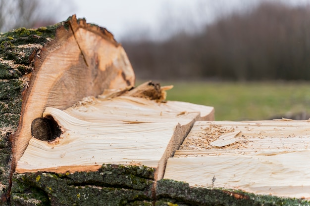 Free photo close-up wood for bonfire