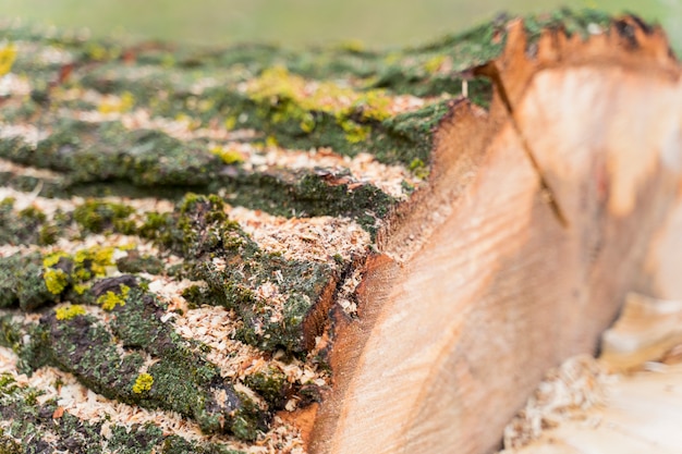 Free photo close-up wood for campfire