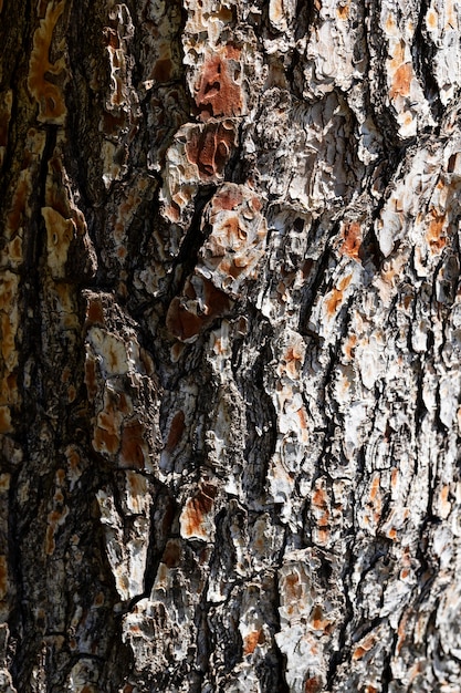 Close up wood texture background