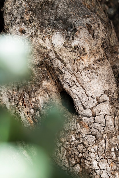 Free Photo close up wood texture background