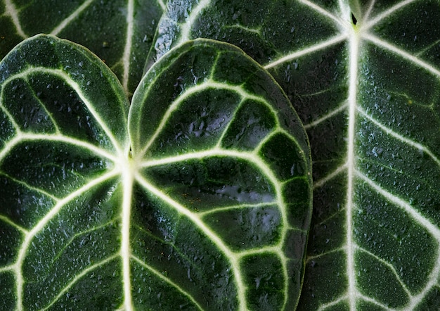 Close up of Xanthosoma leaves