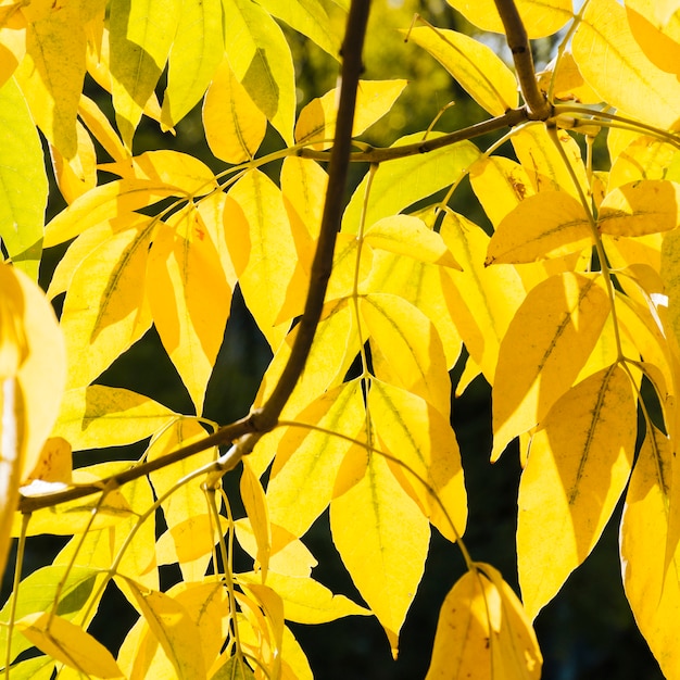 Close up yellow autumn leaves