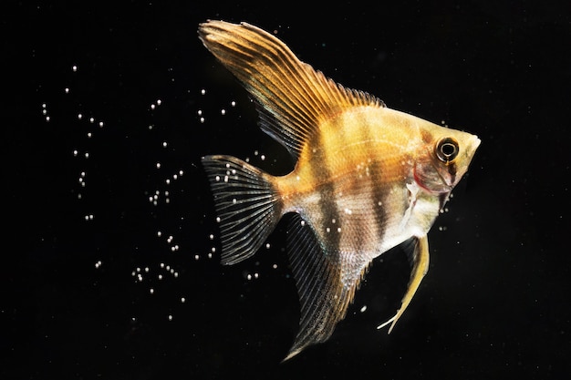 Close-up yellow betta fish surrounded by bubbles