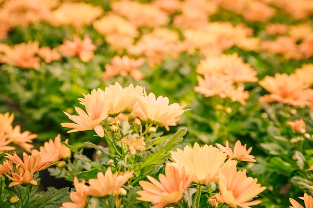 Free photo close-up of yellow chrysanthemum flowers in bloom